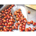 IQF frozen chestnut price per kg